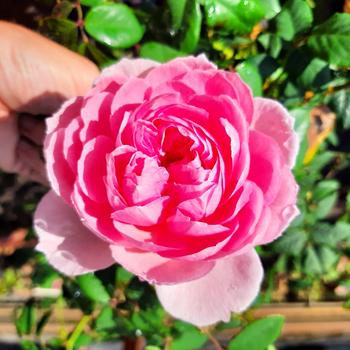 Autsin Rose