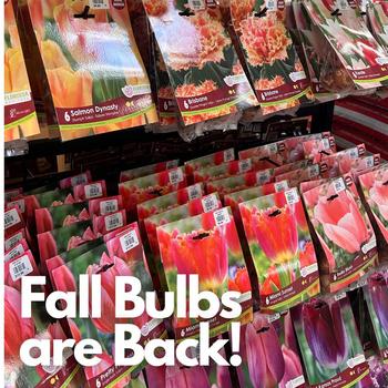 fall bulbs