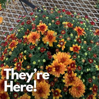 Fall Mums