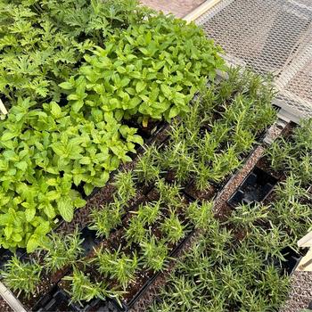 herbs