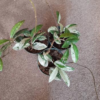 hoya wilbur graves