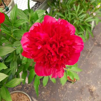 peony