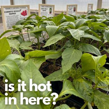HOT peppers