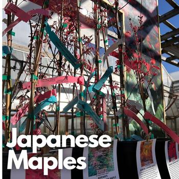 collectorjapanesemaples