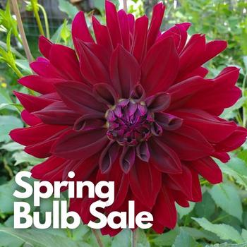 spring bulbs