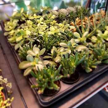 Succulent Assortment