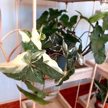 Syngonium Albo