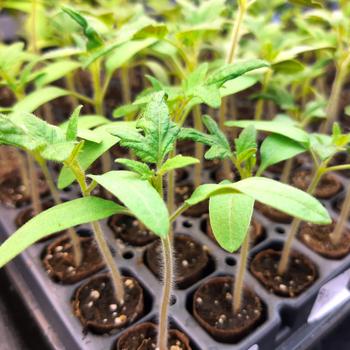 bts sprouts