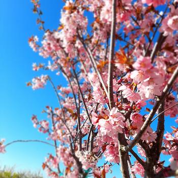 cherryblossoms