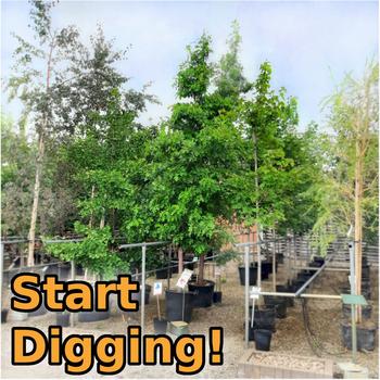 tree sale